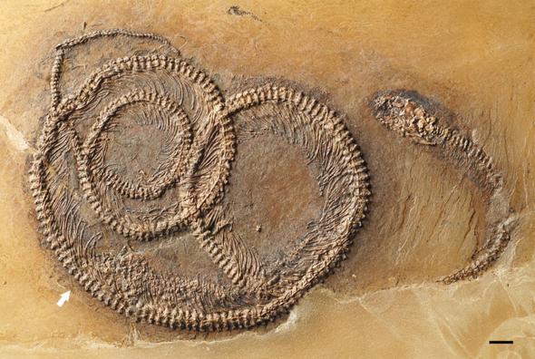 messel fossil photo